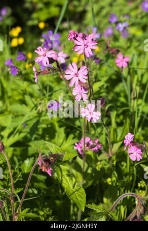 Schöne rote campion Blumen auf einer Wiese Stockfoto