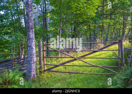 Tor zu einer Wiese im Wald Stockfoto