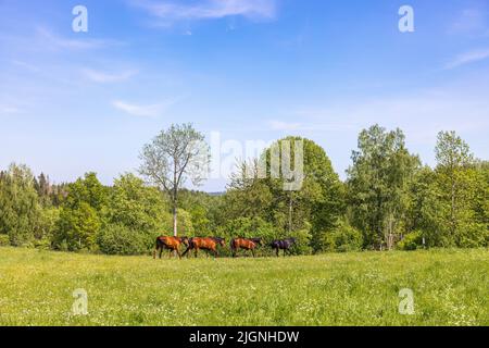 Pferde auf einer Wiese bei üppig grünen Bäumen Stockfoto