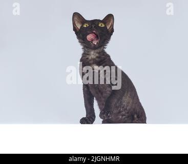 Verspielte schwarze Kätzchen der Cornish Rex Rasse. Fotoshooting auf weißem Hintergrund Stockfoto