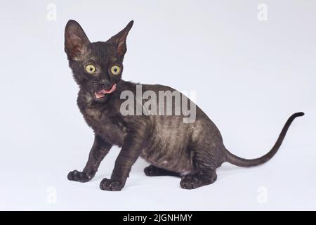 Verspielte schwarze Kätzchen der Cornish Rex Rasse. Fotoshooting auf weißem Hintergrund Stockfoto