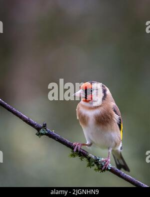 Europäischer Goldfinkenvögel (Carduelis carduelis), der im Frühling auf einem Zweig thront Stockfoto