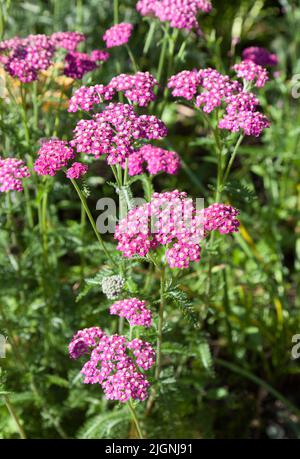 Achillea Millefolium Cerise Queen Stockfoto