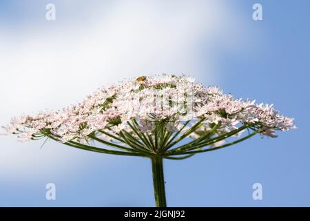 Torilis japonica - aufrechte Petersilie Stockfoto