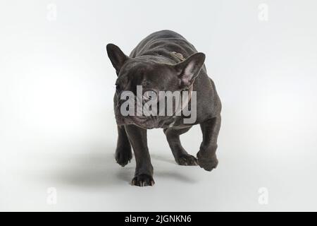 Graue französische Bulldogge im Studio auf weißem Hintergrund. Stockfoto