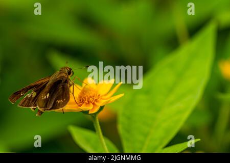 Ein kleiner Schmetterling, der auf einer kleinen gelben Blume thront, aus der Nähe eines Tieres in der Wildnis Stockfoto