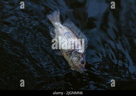 Ein Fisch stirbt und schwimmt auf der Wasseroberfläche, ein Faktor, der den Tod von Wasserbiota verursacht Stockfoto