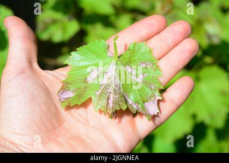 Weinrebe, die durch eine Mehltau-Weinrebenerkrankung infiziert ist. Ein Traubenblatt mit weißem Flauschpilz auf der Unterseite des Blattes. Stockfoto