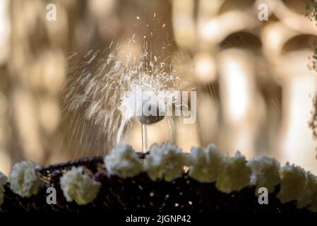 Barcelona Kathedrale Kloster mit dem Brunnen und dem 'Ou com balla' (das Ei beim Tanzen), eine katalanische Tradition des Corpus Day (Barcelona, Spanien) Stockfoto