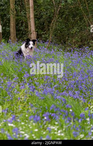 Border Collie Hund, der in einem frühlingshaften englischen Holz unter bluebell Blumen saß und auf den Besitzer schaute Stockfoto