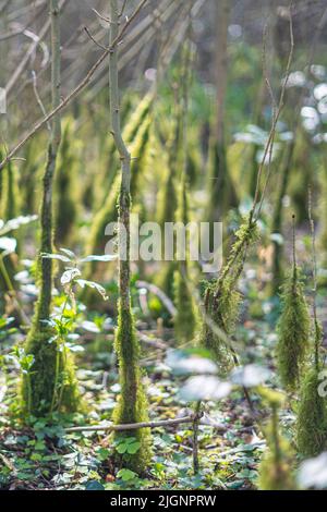 Moos wächst auf der Basis von Ascheknödeln im Wald Stockfoto