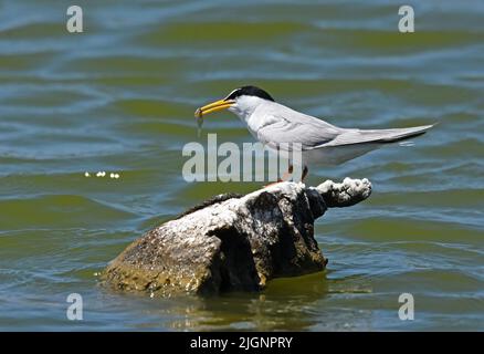 Seeschwalbe (Sternula albifrons) Paarungsverhalten Stockfoto