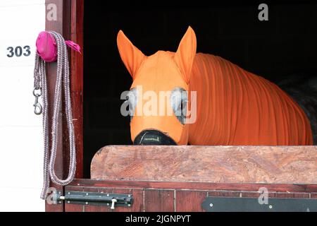 Ein Pferd mit einer Kapuze schaut während des Tages von den Ställen aus einer der Great Yorkshire Show in Harrogate in Harrogate, Vereinigtes Königreich am 7/12/2022. (Foto von James Heaton/News Images/Sipa USA) Stockfoto