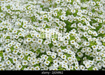 Zierliche schneeweiße Blüten von Lobularia maritima Alyssum maritimum, süßem Alyssum oder süßem alison, Alyssum Gattung Alyssum ist eine Art von niedrig wachsenden fl Stockfoto