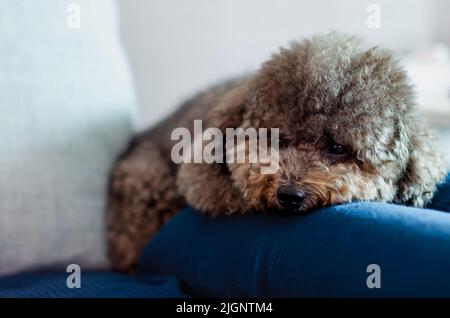 Liebenswert schwarz Pudel Hund schlafen auf blauem Tuch, das schmutzig auf der Couch zu schützen. Stockfoto