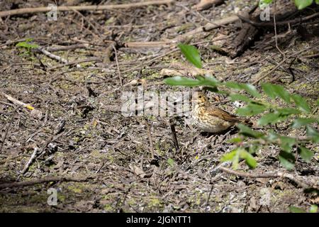 Baby Song Thrush, Turdus philomelos, wartet darauf, gefüttert zu werden Stockfoto