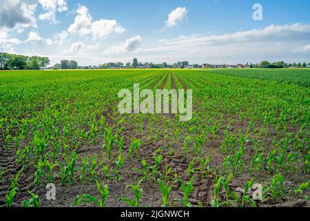 Feld mit jungen Maispflanzen (Zea mays) in Westflandern, Belgien Stockfoto