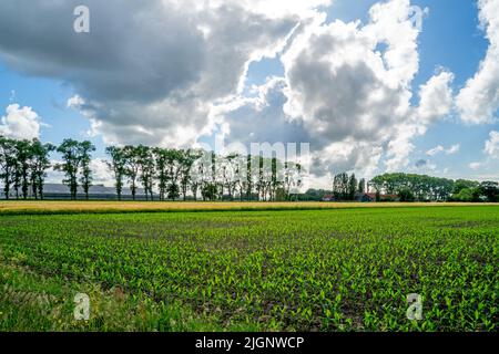 Feld mit jungen Maispflanzen (Zea mays) in Westflandern, Belgien Stockfoto