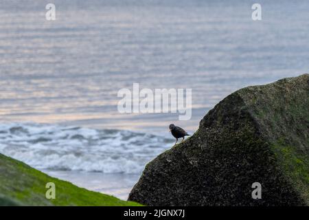 Ein einsitzender Star sitzt auf einem Felsen und schaut in der Morgendämmerung auf die kleinen Muscheln, um Nahrung über dem Meeresgrund zu finden Stockfoto