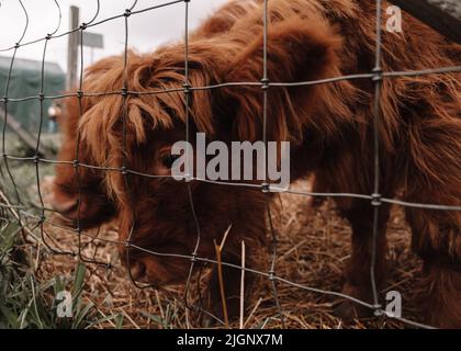 Eine Nahaufnahme eines lockigen kleinen Stiers guckst hinter einem Zaun auf einer Farm hervor Stockfoto