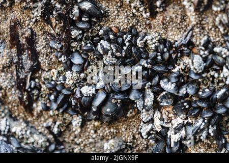 Eine Kolonie kleiner lebender Muscheln auf einem Felsen im Ozean, wächst in freier Wildbahn Stockfoto