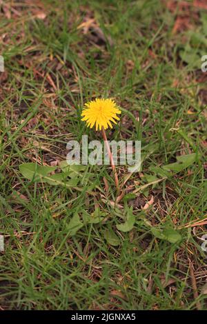 Leuchtend gelbe Waldelion Wildblume wächst auf dem Feld. Stockfoto