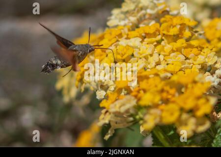 Macroglossum stellatarum, Kolibri-Falkmotte, die sich an einer Gelben Lantana-Pflanze ernährt Stockfoto