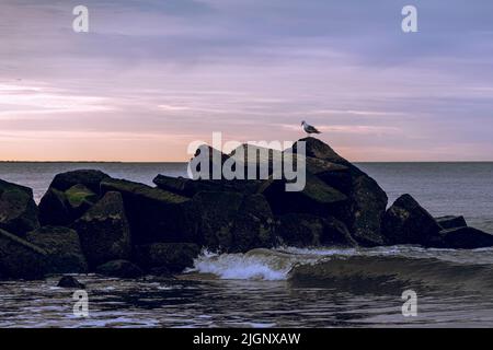 Eine einige Möwe, die im Morgengrauen auf einem Felsen über dem Meeresgrund sitzt Stockfoto