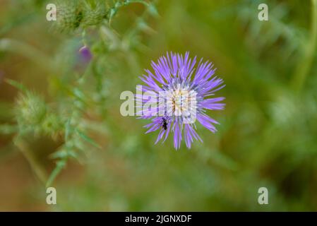 Blüte einer Milchdistel (Silybum marianum) im Frühjahr in Collserola (Barcelona, Katalonien, Spanien) ESP: Flor del Cardo mariano (Silybum marianum) Stockfoto