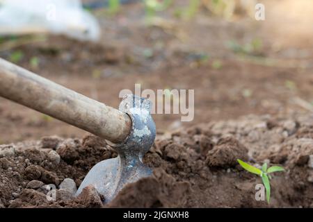 Nahaufnahme der Arbeitswerkzeug-Hacke eines Bauern, die im Boden neben einer kleinen grünen Babypflanze steckt Stockfoto