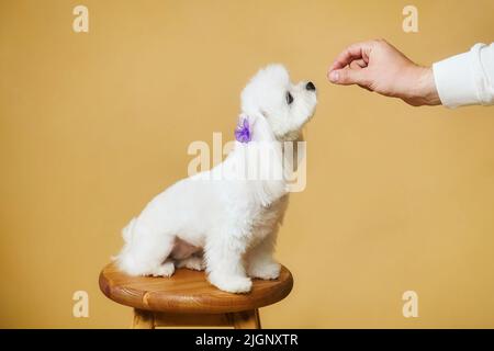Charmante kleine maltesische Schoßhündin. Sie schaut auf die Hand des Trainers mit dem Futter. Fotoshooting im Studio auf gelbem Hintergrund. Stockfoto