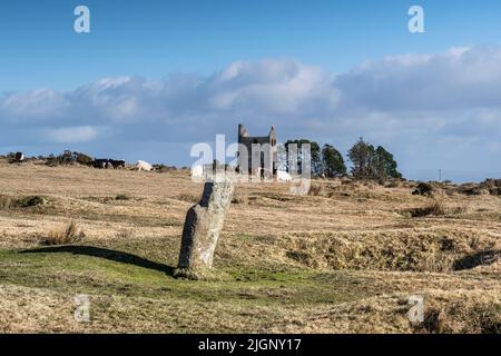 Rinder grasen zwischen den stehenden Steinen Spätneolithische Frühe Bronzezeit die Hurler auf Craddock Moor auf dem rauen Bodmin Moor in Cornwall UK. Stockfoto