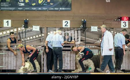 Die Teilnehmer nehmen an einem Schafscheren-Wettbewerb während der Great Yorkshire Show im Great Yorkshire Showground in Harrogate, North Yorkshire, Teil. Bilddatum: Dienstag, 12. Juli 2022. Stockfoto