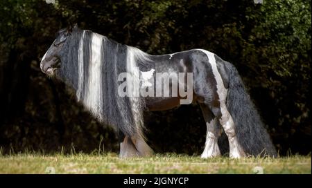 Großartiges Tinker-Pferd mit einer schönen Mähne. Reinrassige Skewbald Harness Zigeunerpferd. Sommerlicht. Reitsport Stockfoto