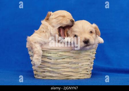 Zwei sehr kleine Maltipu-Welpen sitzen in einem Weidenkorb. Fotoshooting auf blauem Hintergrund. Stockfoto