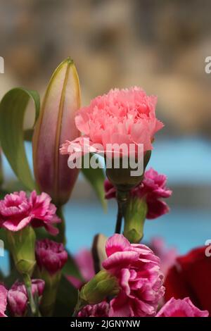 Schöne rosa Nelken in voller Blüte unter der Sommersonne. Stockfoto