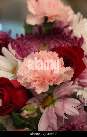 Schöne rosa Nelken in voller Blüte unter der Sommersonne. Stockfoto