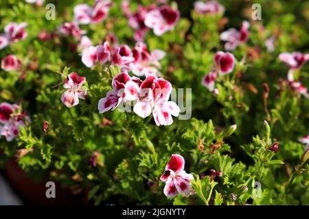 Schöne und duftenden Geranium Pelargonium Crispum Pflanzen im Garten. Stockfoto