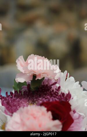 Schöne rosa Nelken in voller Blüte unter der Sommersonne. Stockfoto