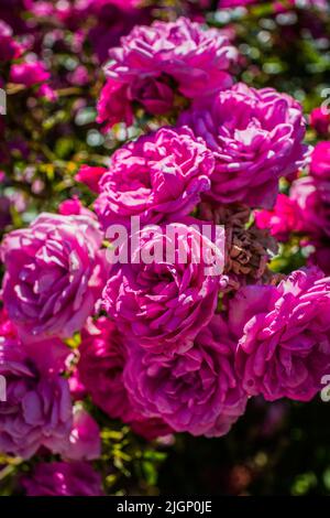 Rosa chinesische Rosenblüten. Rosa chinensis. Blumenhintergrund. Blüte der Blumen Stockfoto