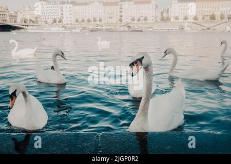 Schöne Schwäne in Prag an der Moldau. Berühmte mittelalterliche Architektur im Hintergrund. Blick auf die Stadt. Stockfoto