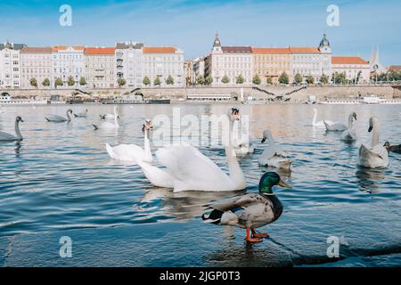 Schöne Schwäne in Prag an der Moldau. Berühmte mittelalterliche Architektur im Hintergrund. Blick auf die Stadt. Stockfoto