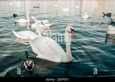 Schöne Schwäne und Enten in Prag an der Moldau. Stockfoto