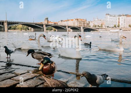 Schöne Schwäne in Prag an der Moldau. Berühmte mittelalterliche Architektur im Hintergrund. Blick auf die Stadt. Stockfoto