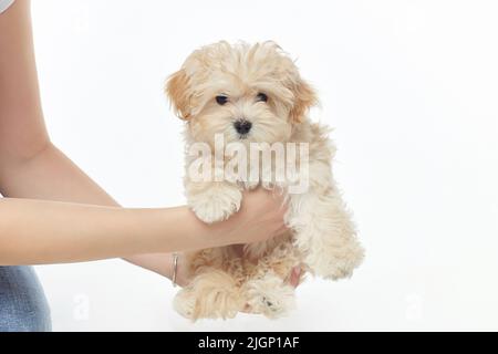 Die Hände der Frauen halten einen jungen, zotteligen Welpen. Fotoshooting im Studio auf weißem Hintergrund. Stockfoto