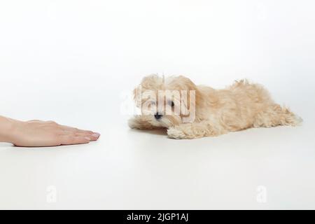 Der junge, zottelige Welpe liegt auf Befehl. In der Nähe zeigt die Hand einer Frau den Befehl, sich hinzulegen. Stockfoto