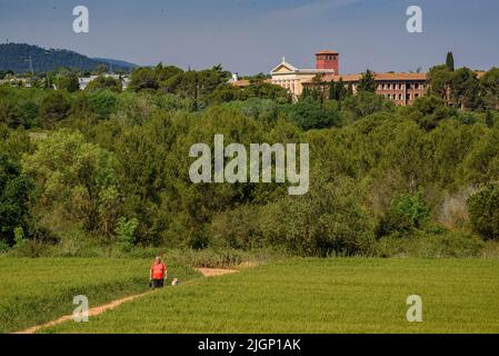 Frühlingsfelder und ein Wanderer in der Nähe von Sant Cugat del Vallès, im Naturpark Collserola (Barcelona, Katalonien, Spanien) Stockfoto