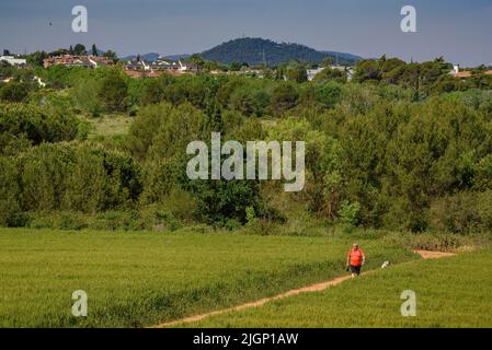 Frühlingsfelder und ein Wanderer in der Nähe von Sant Cugat del Vallès, im Naturpark Collserola (Barcelona, Katalonien, Spanien) Stockfoto