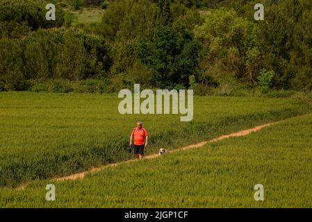 Frühlingsfelder und ein Wanderer in der Nähe von Sant Cugat del Vallès, im Naturpark Collserola (Barcelona, Katalonien, Spanien) Stockfoto