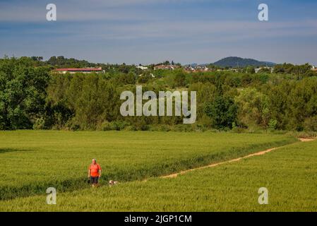 Frühlingsfelder und ein Wanderer in der Nähe von Sant Cugat del Vallès, im Naturpark Collserola (Barcelona, Katalonien, Spanien) Stockfoto